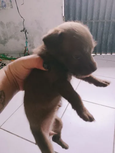 Estou doando cachorros mistura de puldo com pitbul 