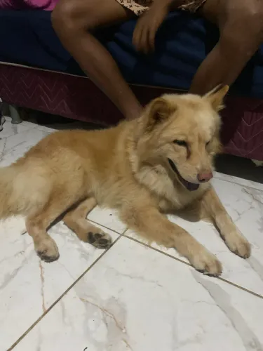 Cachorro