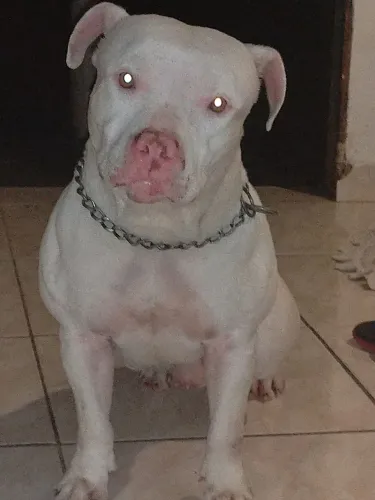 Vendo Pitbull macho tem 2 anos e meio super mansinho