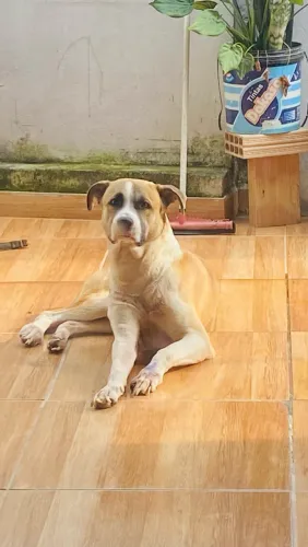 Cachorro