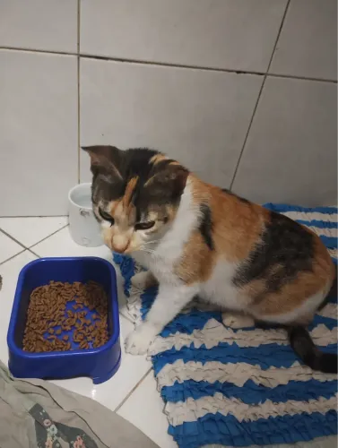 Doação de uma gatinha