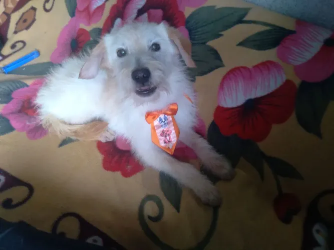 Filhotes disponíveis de poodle mestiços de york