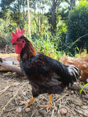 Galo GSB