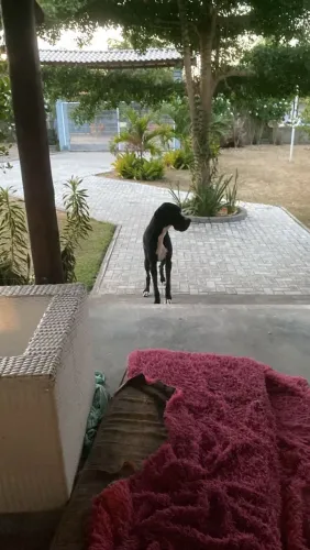 Venda de dog alemão fêmea dois anos de idade