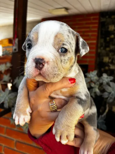American Bully Micro 