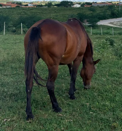Égua Quarto de milha