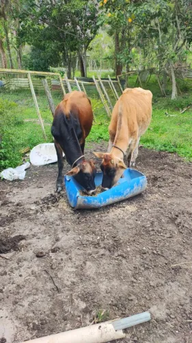 Vaca e bezerro