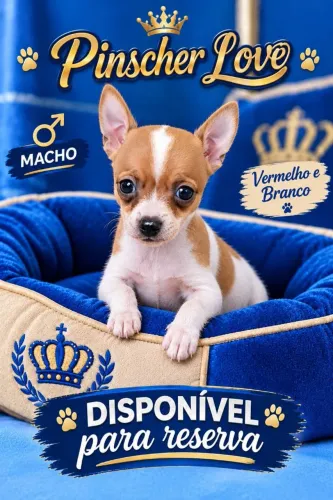 Filhote Macho de Pinscher