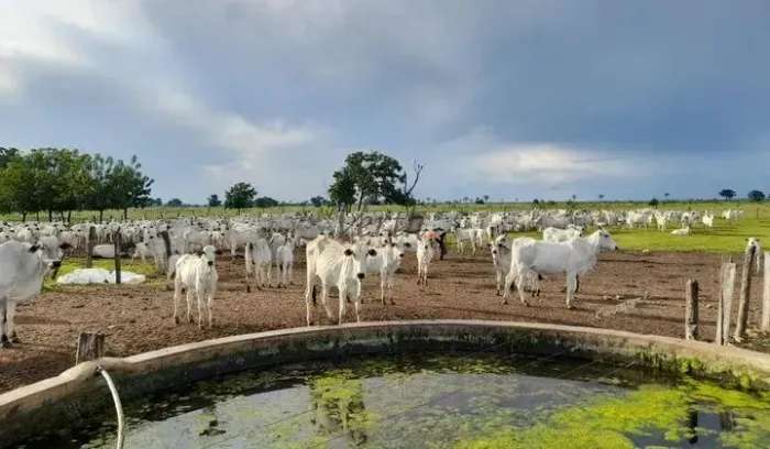 Fazenda para pecuaria com 7.300ha à venda em Carinhanha BA