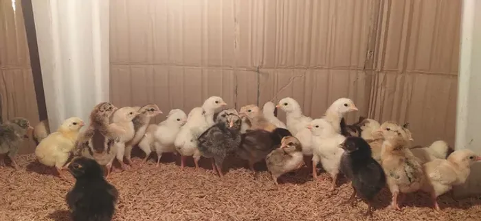 Pintos caipiras pintinhos, galinhas e frangas