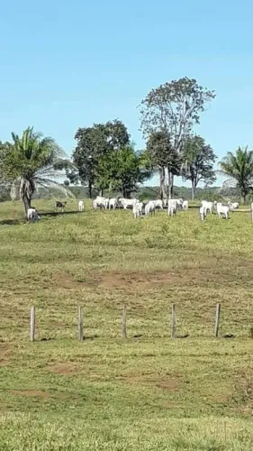 Fazenda de 104 alqueires em Baliza-GO