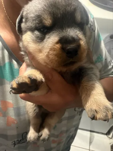 Filhote de Rottweiler 