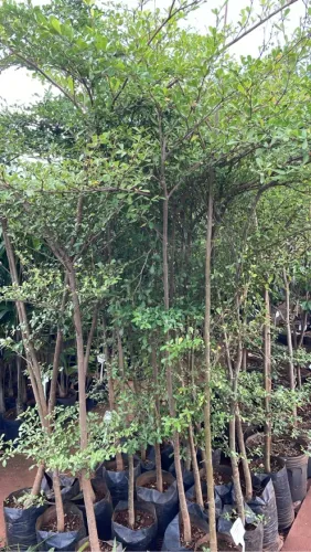 Mudas de Sete Copas Africana com 2,0 a 2,5 metros 