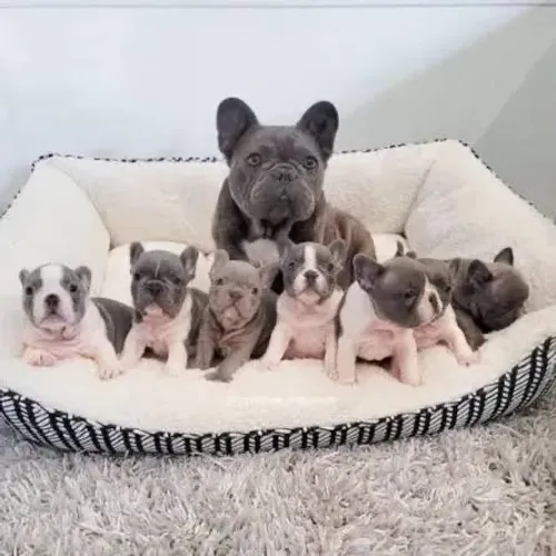 Bulldog francês  e suas características 
