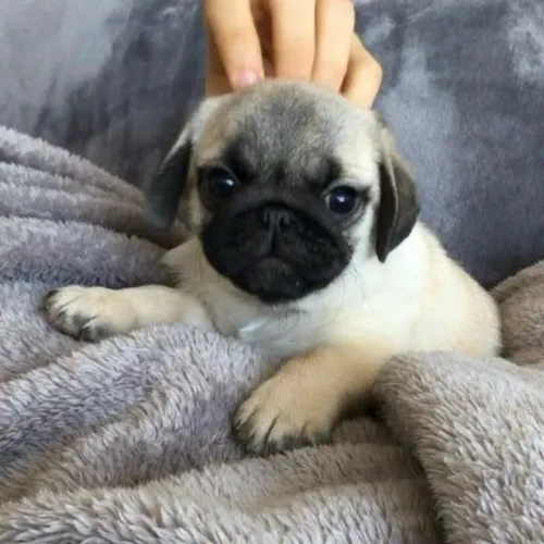 Filhotes de Pug | Carinho e alegria em quatro patas!