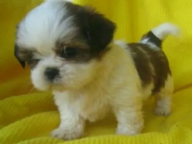 Shih Tzu - Macho com 55 dias, bicolor-Dani