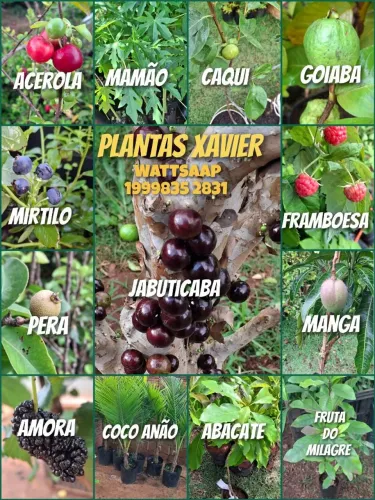 Mudas frutíferas Xavier