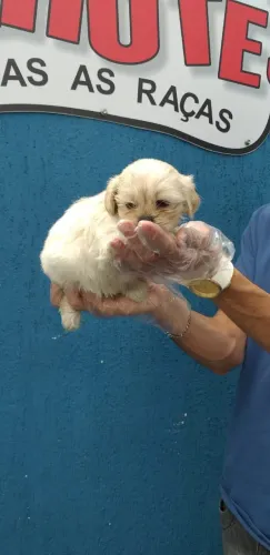 Maltês micro- Machinho com 50 dias vermifugados, 100%raça pura-Dani