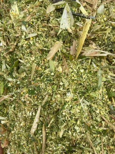 Silo de milho com todas as espigas ?