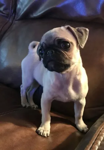 Pug filhote disponível adora uma sessão de fotografia 