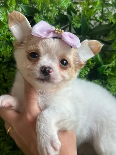 Chihuahua. Menina pelagem longa branco e Dourada 55 dias