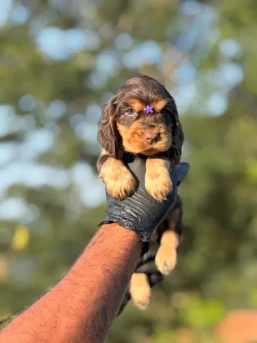 Filhote de Cocker Spaniel Inglês  venha escolher o seu agora 