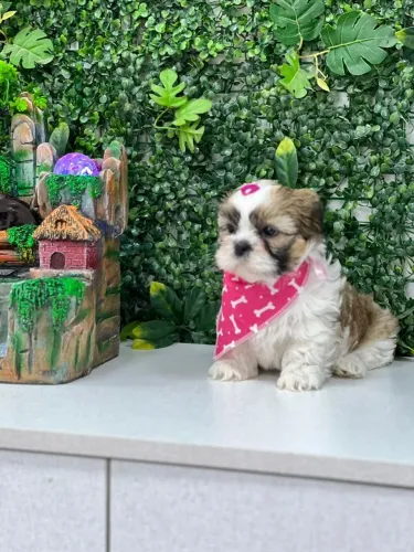 Filhote ShihTzu