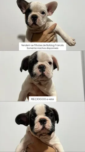 Filhotes de Bulldog Francês
