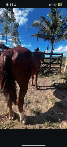 Cavalo quarto de milha