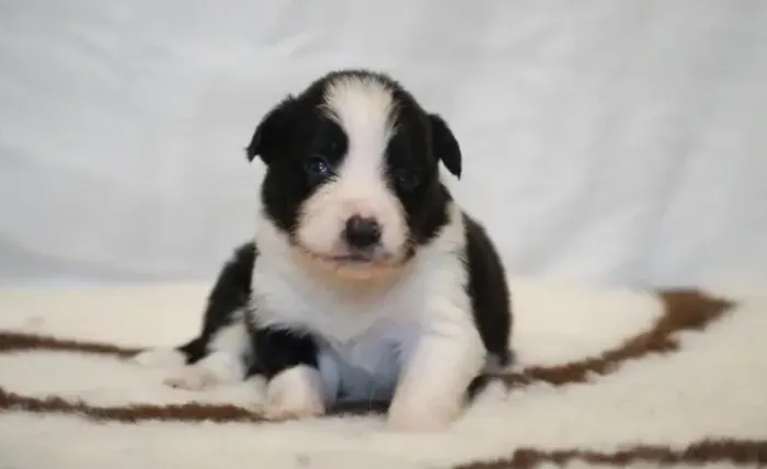Filhoets de Border Collie | Um peludinho te esperando pra brincar!