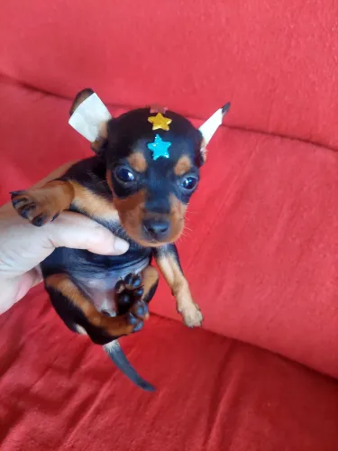 Pinscher tenho uma femea linda
