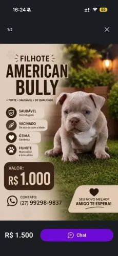 American buly