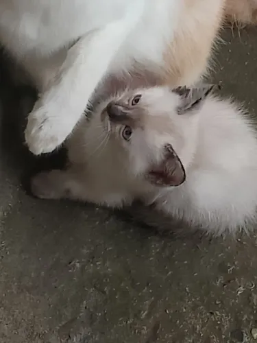 Gatinha fêmea 2 meses , não entrego 