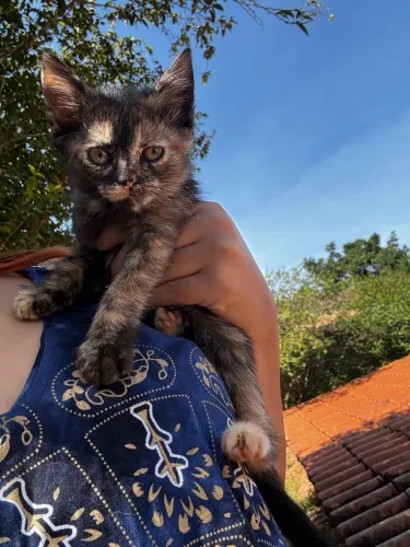 Doação dois gatinhos filhotes