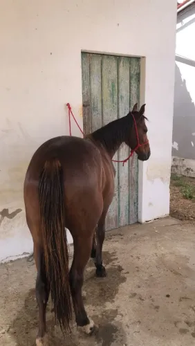 Potra