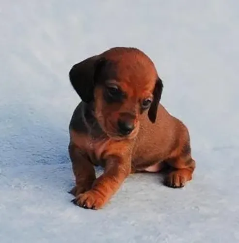 Dachshund,Dachshund Filhote Estrutura Perfeita Disponível