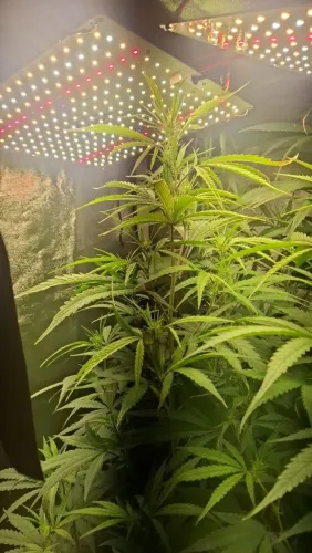 Estufa grow completa 80x80x180 + 2 qb 65w + exaustor