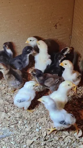 Vende-se 1 lote com 12 pintos da raça Mura com 7 dias valor do lote r$300 individual r$50