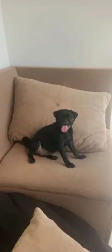 PROMOÇÃO FILHOTES PUG
