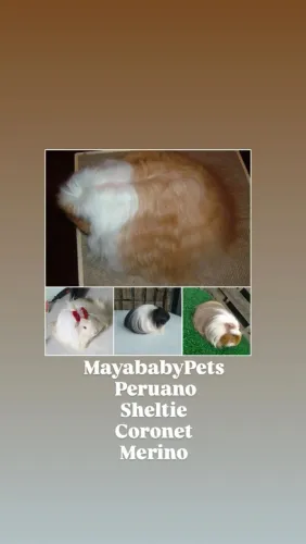 Porquinho da india MayababyPets 