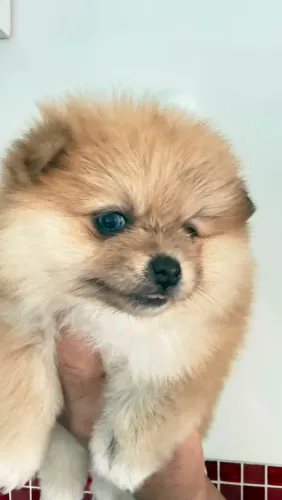 Vendo cachorro raça spitzp alemão (lulu da Pomerânia)