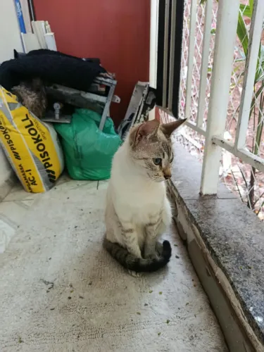 Doação de gatinha