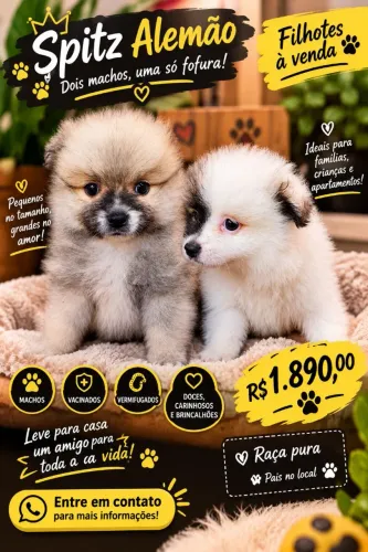 Lulu da Pomerânia macho