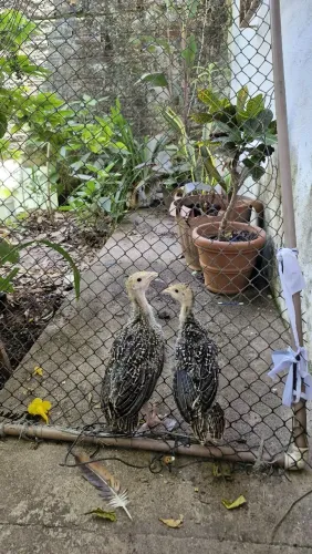 Vende se casal perúzinho