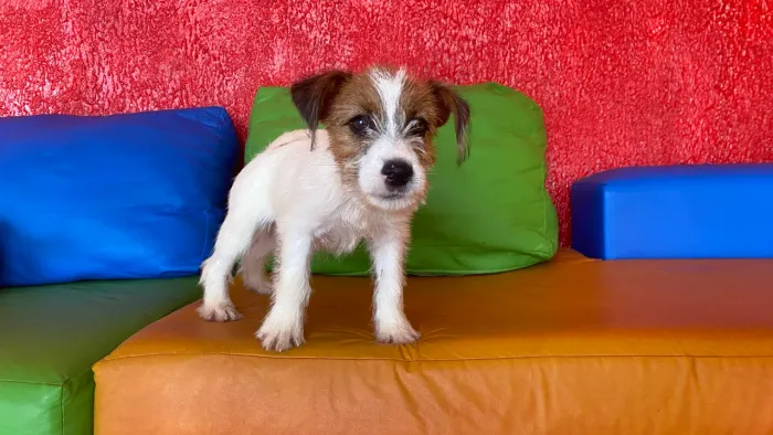 Oportunidade machinho jack Russell terrier