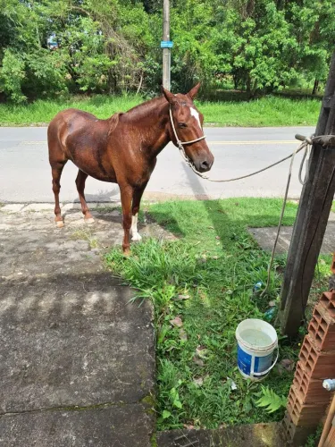 Cavalo Mangalarga Marchador