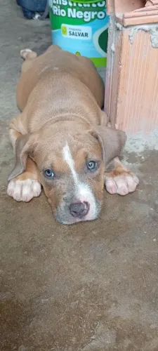 Vendo American Bully