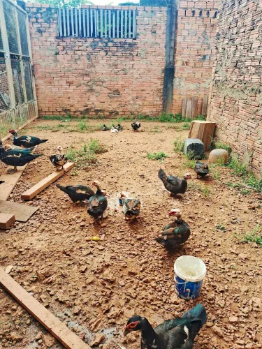 Vendo 01 pato macho e 5 patas fêmeas 