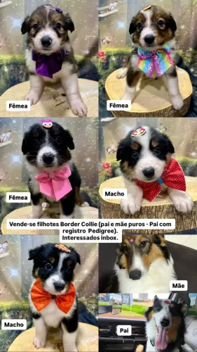 Vende-se filhotes Border Collie
