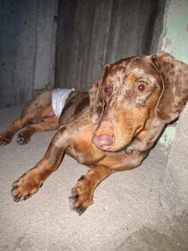 Cachorro da raça dachshund na cor choco merle